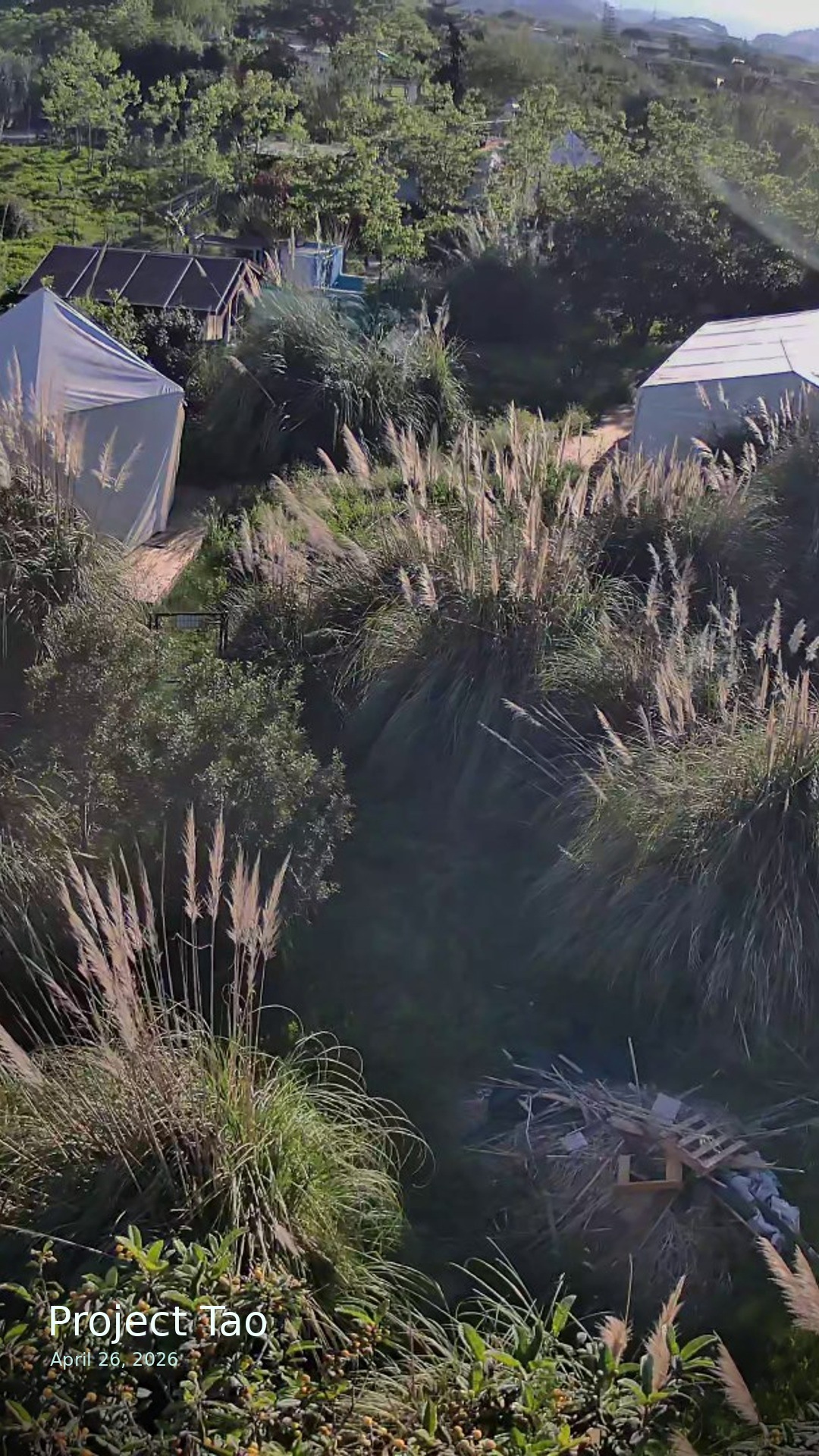 Ground-level path at Project Tao passing dense planting and garden structures